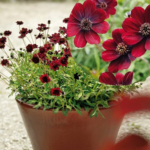 Cosmos atrosanguineus 'Chocamocha' - Ruske kosmos 'Chocamocha' P9/0,55L